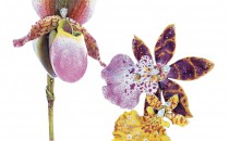蒂芙尼兰花造型胸针(兰花造型胸针兰花造型胸针)胸针