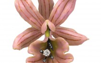 蒂芙尼花朵胸针(花朵胸针花朵胸针)胸针